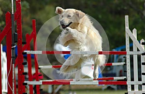 Dog jumping