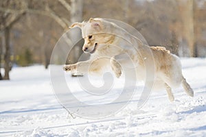 Dog jumping photo