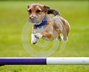 Dog Jumping photo