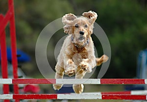 Il cane saltando 