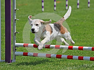 Il cane saltando 