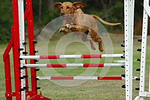 Dog jumping in agility photo