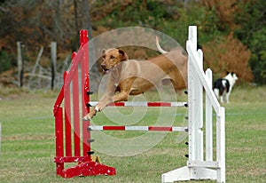 Dog jumping in agility