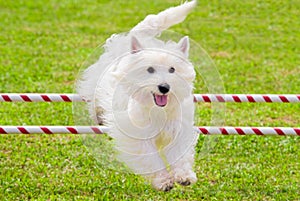 Dog Jumping in Agility Competition photo