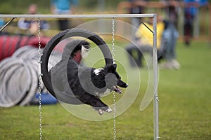 Dog Jumping Through Agility Hoop