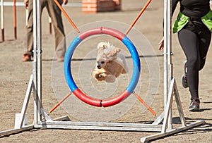 Dog jumping through agility hurdle