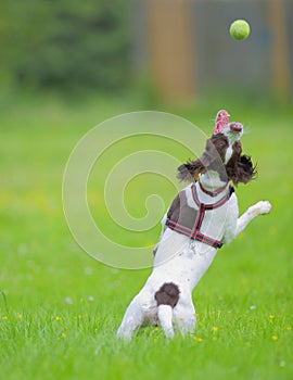 Dog jumping for ball