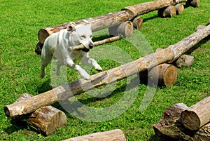 Dog jumping with a branch