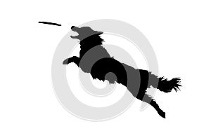 Dog Jumping and Catching Disc