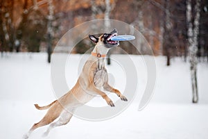 Dog jumping and catching a flying disc in mid-air