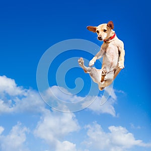 Dog jumping