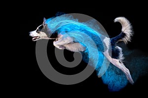 Dog jumping in cloud of blue powder