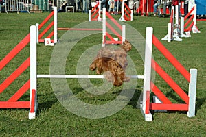 Il cane saltando concorrenza mostrare 