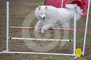 Dog Jumping Course Competition