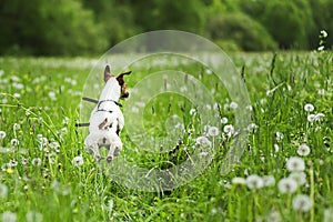Dog jumping in dandelions, go for adventure