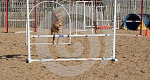 Dog jumping on dog agility course