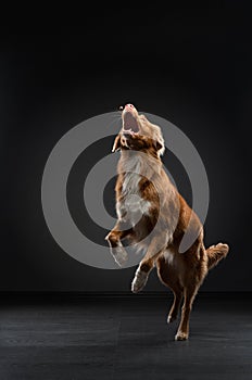 dog jumping. Funny muzzle border collie. Wide angle. Pet on black