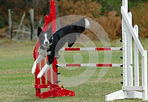 Dog jumping hurdle