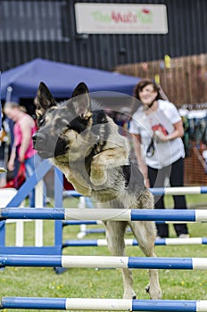 Dog jumping hurdle