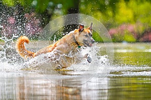 A dog jumping into a lake