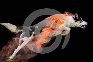 Dog jumping with orange powder