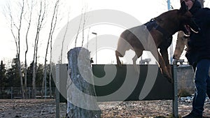 A dog jumping over the barrier after the stick on the training sportsground