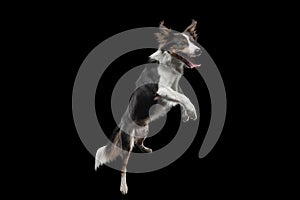 Dog jumping over the disc. Pet in the studio on a black background.