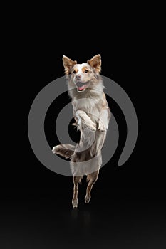 Dog jumping over the disc. Pet in the studio on a black background.