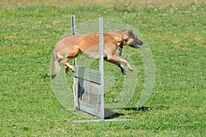 Dog jumping over fence