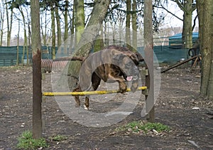 Dog jumping over a fence