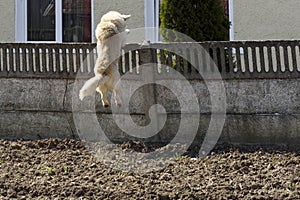 A dog jumping over the fence