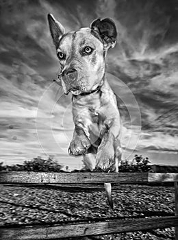 Dog jumping over fence