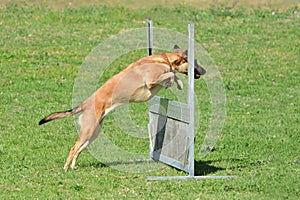 Dog jumping over fence