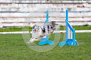 Dog jumping over hurdle in agility competition