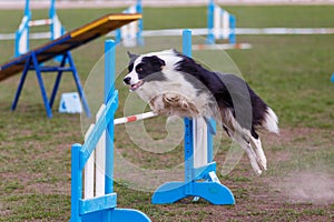 Dog jumping over hurdle in agility competition