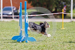 Dog jumping over hurdle in agility competition