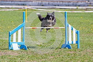 Dog jumping over hurdle in agility competition