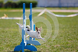 Dog jumping over hurdle in agility competition