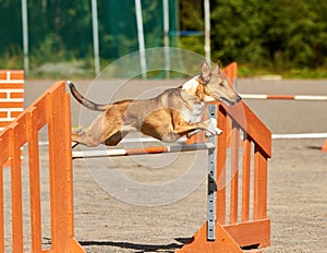 Dog jumping over a hurdle in an agility competition.