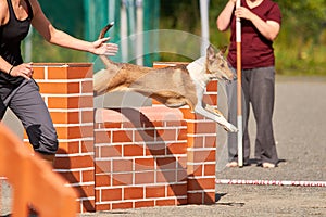 Dog jumping over a hurdle in an agility competition.