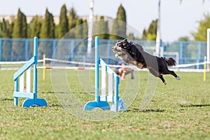 Dog jumping over hurdle in agility competition