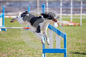 Dog jumping over hurdle in agility competition