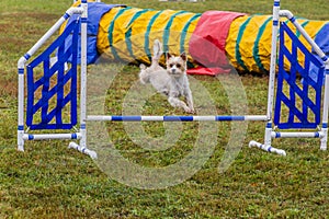 Dog jumping over a hurdlee during agility competiti