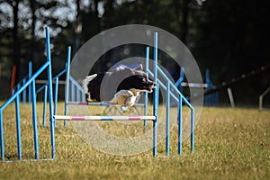 Dog is jumping over the hurdles.