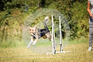 Dog is jumping over the hurdles.