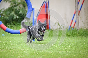 Dog is jumping over the hurdles.