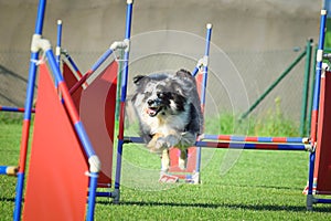 Dog is jumping over the hurdles.
