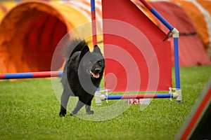 Dog is jumping over the hurdles.