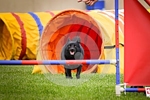 Dog is jumping over the hurdles.