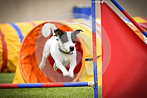 Dog is jumping over the hurdles.